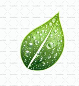 Tautropfen auf einem Blatt